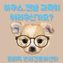 피피독 이미지