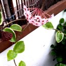 풍금소리 이미지