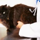 약초동물병원 이미지