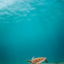 거북이의 꿈 이미지