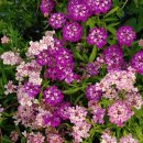 이베리스 이미지