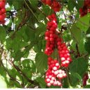 강원농장 이미지