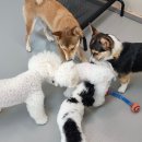 마이댕댕스쿨 이미지