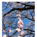 개나리공원3 이미지