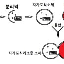 피르비늄 구충제가 항암 효능을...이젠 놀랍지도 않다 이미지