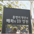 매화이야기 제6편, 매화 절정의 홍쌍리 청매실농원 이미지