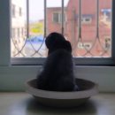 더셀 | 고양이 구내염 치은염 잇몸 염증 관리템 '프롬더셀 오랄리페어' 구강 연고 사용 후기