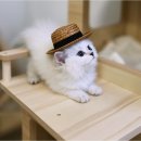 미오미오 고양이분양 네이버블로그
