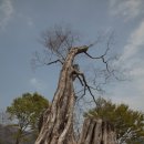 130413~14 전주~순천 낙안읍성~ 순천만생태공원 이미지