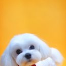 이든반려견 문화센터 이미지