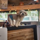 천산카페 이미지