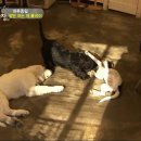 종일농장 이미지