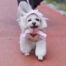 아스타펫살롱 이미지