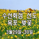 [클릭하세요] 노란색의 향연, 수선화 섬 &#39;선도&#39; + 목포 벚꽃여행 [28인승리무진] 이미지