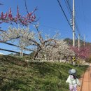 용봉산 공영주차장 | 아이와 내포신도시 예산 홍성 가볼만한 곳/용봉산 고양이 만나러 자연휴양림