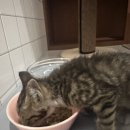 냥블레스유 이미지