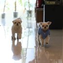 강아지당 | 댄스온더플로어 강아지패딩조끼 후기