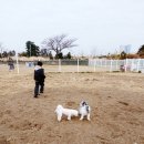 제주애견카페 초록동산 | 제주공항 근처 애견동반 카페 초록동산 운동장 있는 강아지카페 내돈내산 후기