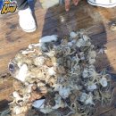 여수쭈꾸미 이미지