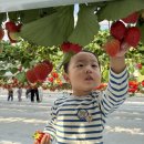진산대로 | 창원 아이랑갈만한곳 진돌이팜 딸기체험 후기｜창원아기랑 주말 나들이 추천