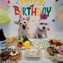 댕 그루밍 이미지