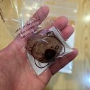 추암일출펜션 | 킹크랩, 대방어 구입 후 바로 떠난 동해 여행🚗 후기(Feat. 대방어회, 대방어초밥, 킹크랩회, 킹크랩찜)