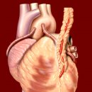 민누늬근육, 골격근, 심근 Smooth, Skeletal, and Cardiac Muscles 이미지