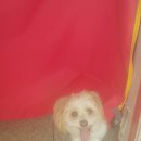 청평옆집언니 이미지