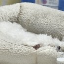 #멍멍 | [김포] 모여라댕댕이(2)