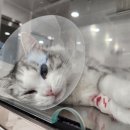 묘연고양이병원 이미지