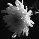 캐롬빌리어즈 이미지