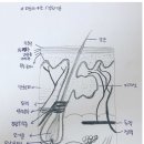 리드프레쉬