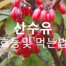 산수유효능 및 먹는법 이미지