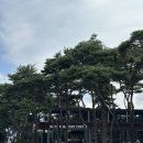 소나무숲 | 춘천 대형카페 추천 소나무숲 소울로스터리 아이랑 방문 후기