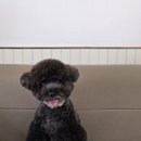 두두미용실 이미지