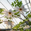 함양양파영농조합법인 | 2026 3 29 팔도밥상페어 메가쇼 광교수원컨벤션센터 Eight Provinces of Korea Table Fair. Mega Show...