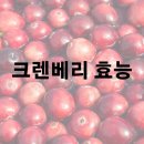 크랜베리 효능 및 효과 활용 보관법 이미지