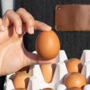 푸른농수산 | 자연이 낳은 건강한 선물! 난각번호 1번 무항생제 자연방사 유정란 20구 대한민국농수산