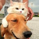 고양이 모자 이미지