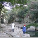 제주 안덕계곡 상록수림 이미지