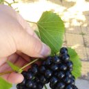 산머루 Daum카페