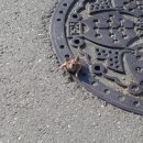 13번째고양이 이미지