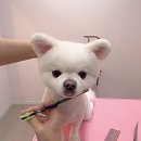 몽블리스 이미지