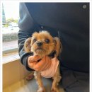 마음을읽어주는마음동물병원 네이버블로그