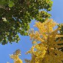 스테이 미 | 송파 속눈썹 스테이미에서 속눈썹펌 받은 후기