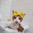 잔다냥 이천점 이미지