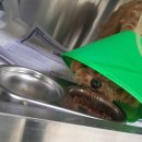 신탄진동물병원 이미지