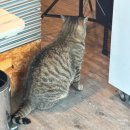 플래츠짐 | 가평 더 플래츠 글램핑 서울 근교 수영장 있는 감성 글램핑 아트존 5 솔직 후기