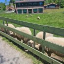 미동목장 이미지