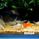 오스테오인 이미지